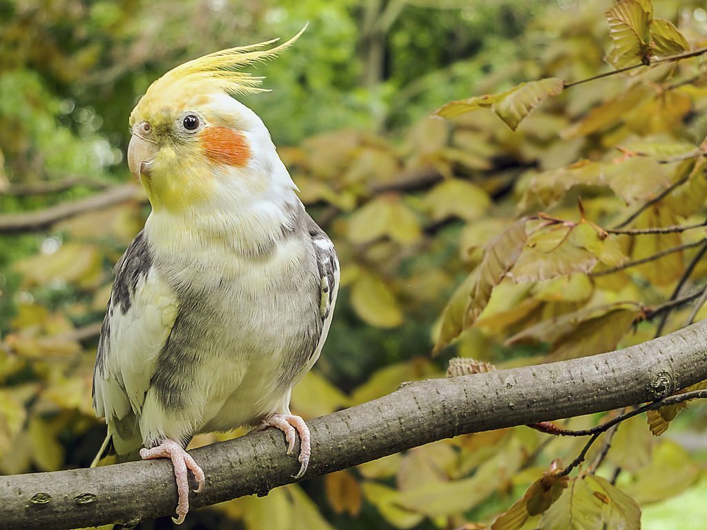 cockatiel vision