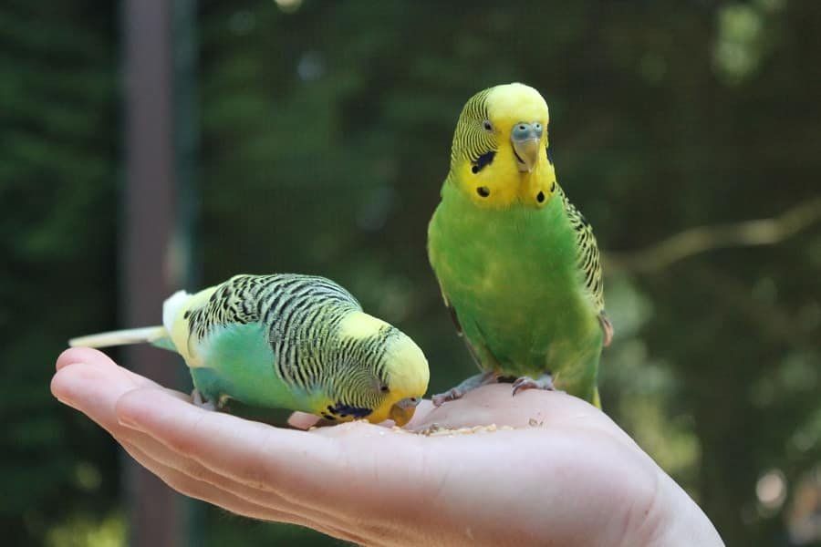 can budgies sleep with the tv on