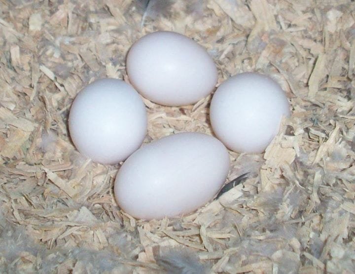 how often do budgies lay eggs