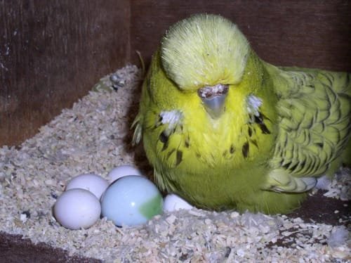 how often do budgies lay eggs