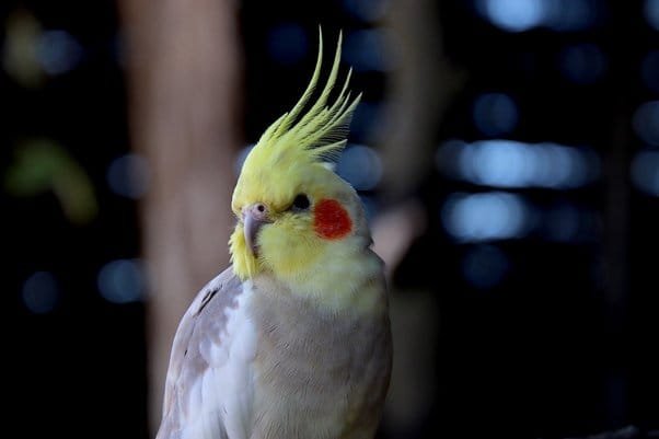 cockatiel temperature range