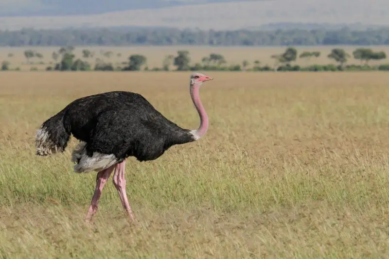 1-14 10 Ostrich Species: From Fossils to the Fastest Bird Alive