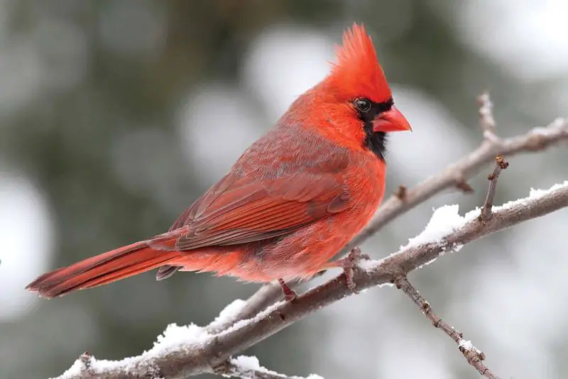 1-32 Top 12 Most Colorful Birds in Ohio