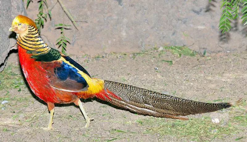 7 Most Stunning Pheasant Species in the World