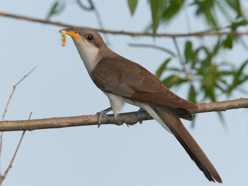 1-40 7 Cuckoo Species in Texas