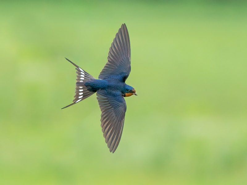 1-42 7 Swallows Bringing Life to Michigan’s Skies