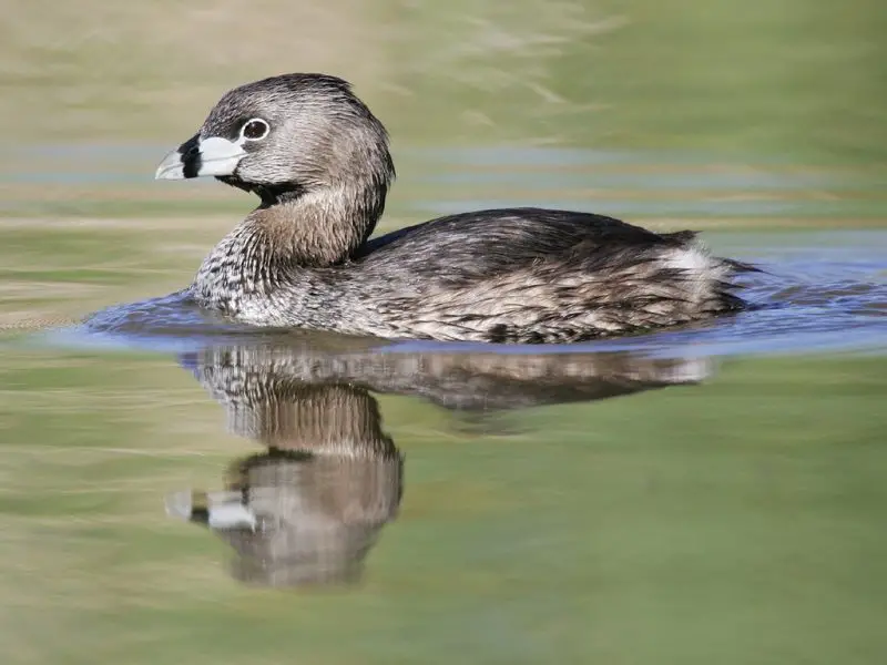 6 Species of Grebes in Michigan