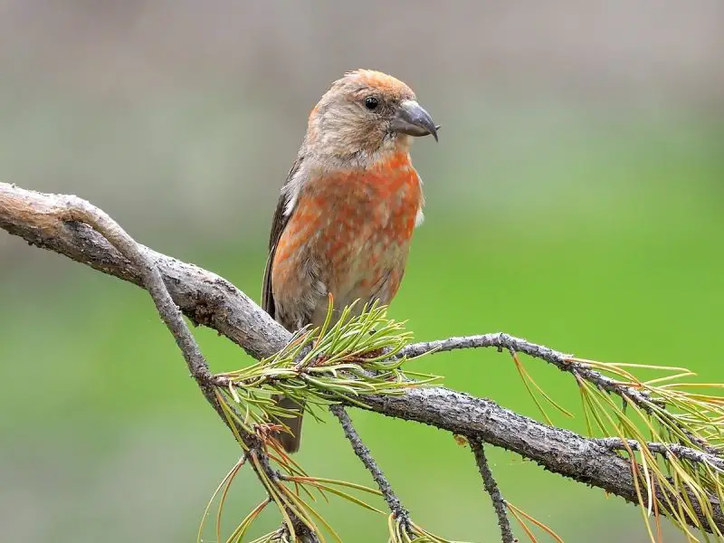 1-48 15 Most Unique and Special Bird Species Found Only in Idaho