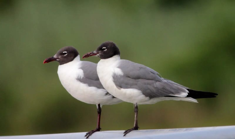 16 Types of Gulls in Alabama