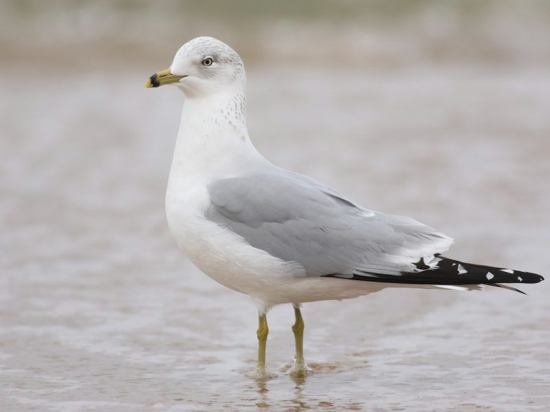 Birdwatching in Michigan: A Close Look at 31 Gull Species