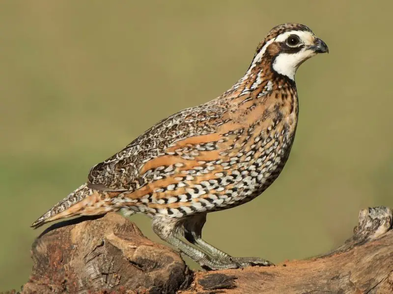 4 Quail and Pheasant Species of Michigan