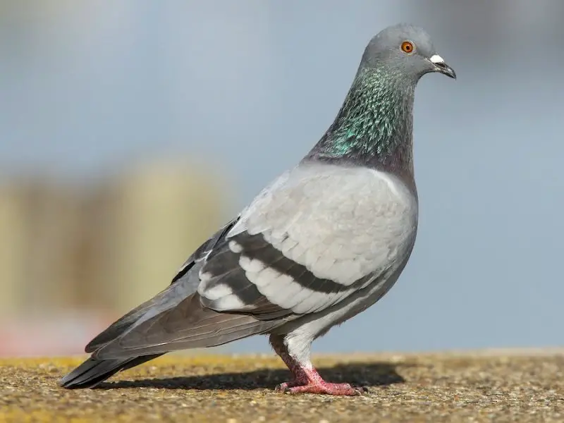 Meet California’s 13 Fascinating Pigeon Species