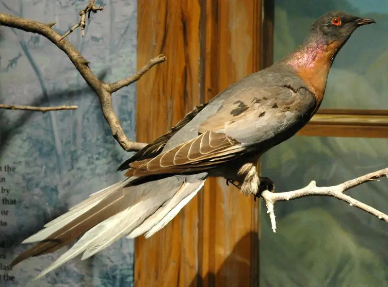 Why Did These 4 Alabama Birds Go Extinct?