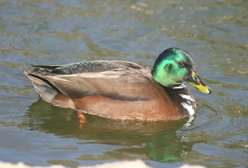 12 Duck Breeds in California