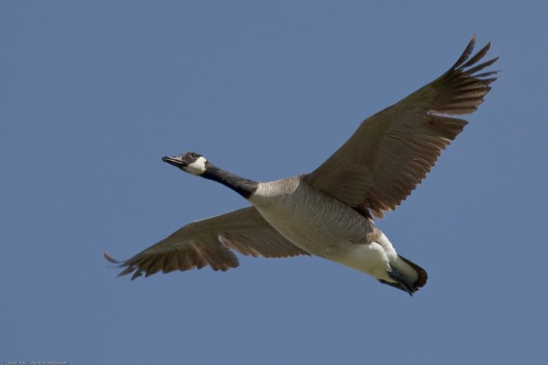 1-68 13 Species of Geese in Alaska