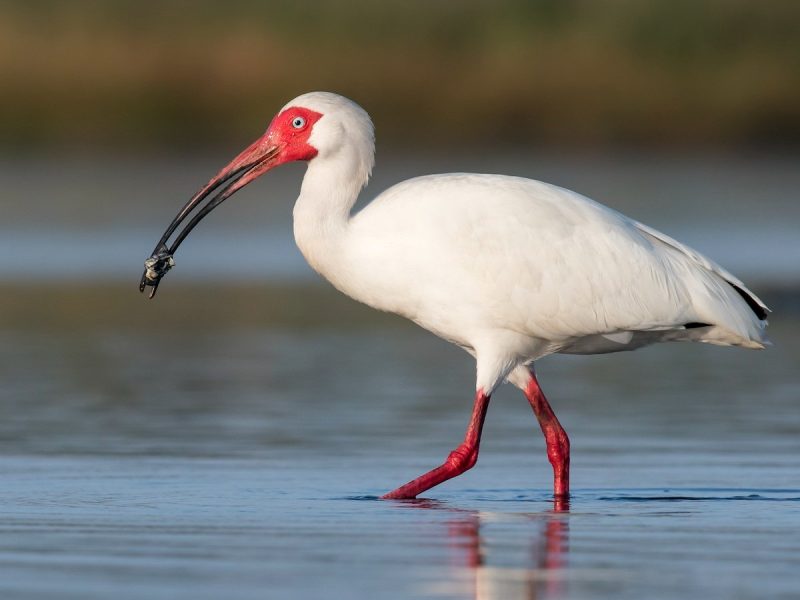 15 Awesome Birds That Live in Swamps