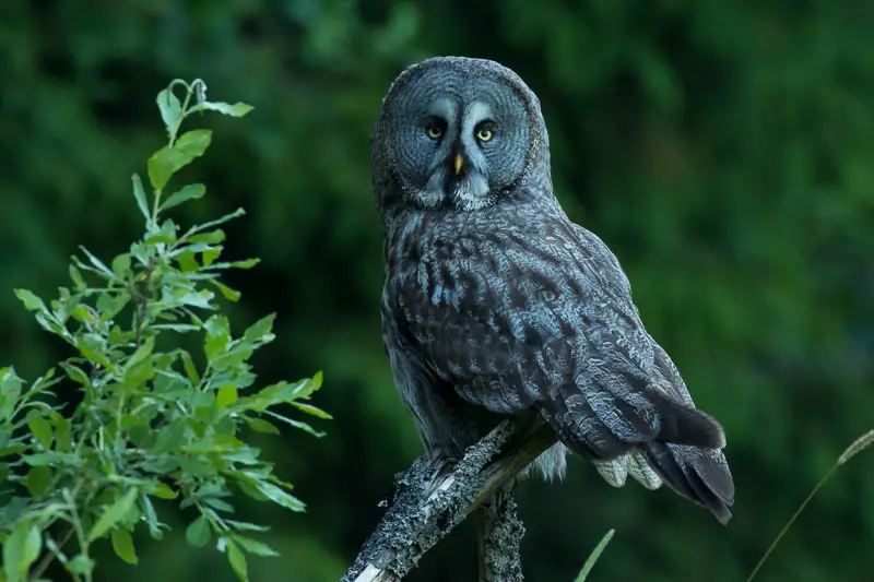 10-10 15 Most Unique and Special Bird Species Found Only in Idaho