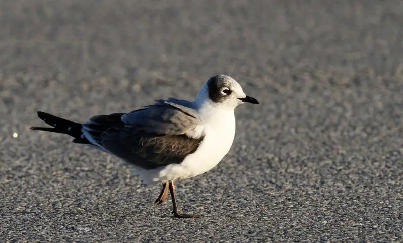 Birdwatching in Michigan: A Close Look at 31 Gull Species