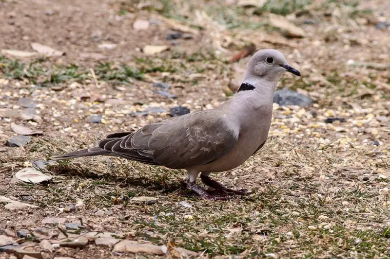 Meet California’s 13 Fascinating Pigeon Species