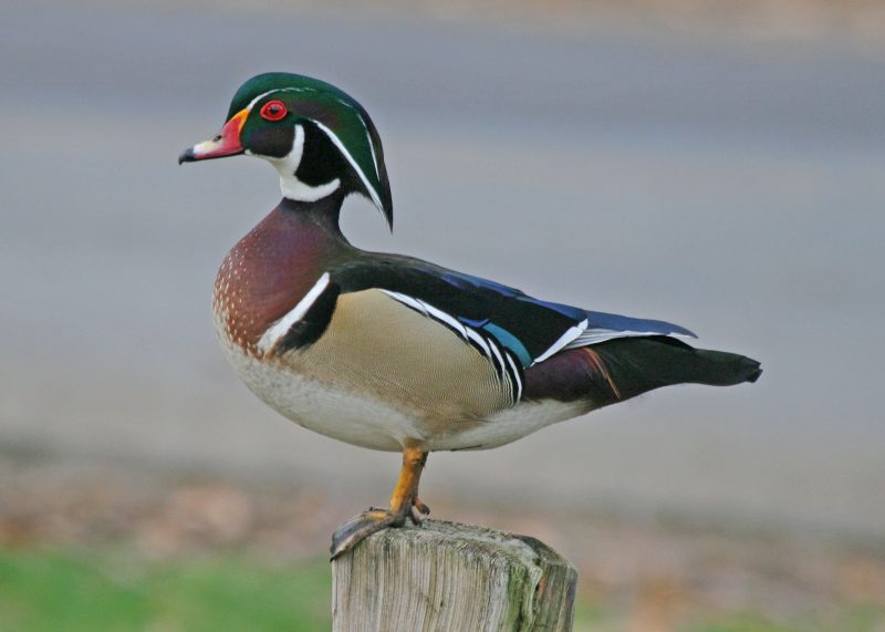 10-13 12 Duck Breeds in California