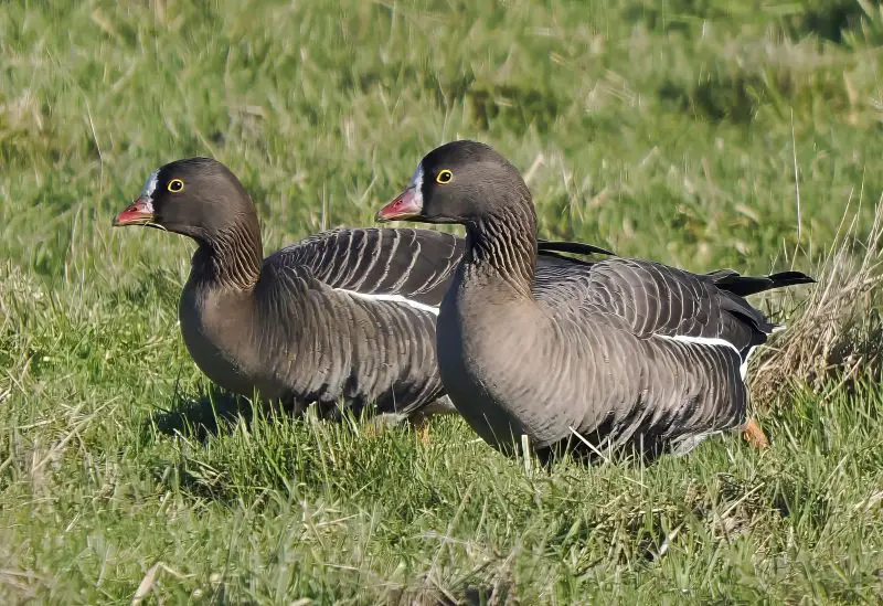 10-14 13 Species of Geese in Alaska