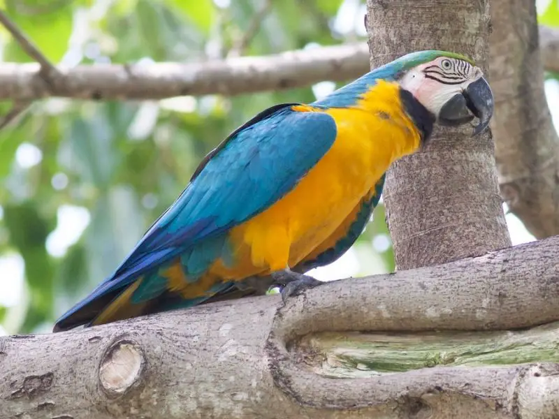 15 of the Longest Living Birds on Earth