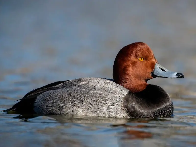 15 Common Species of Ducks in Arkansas