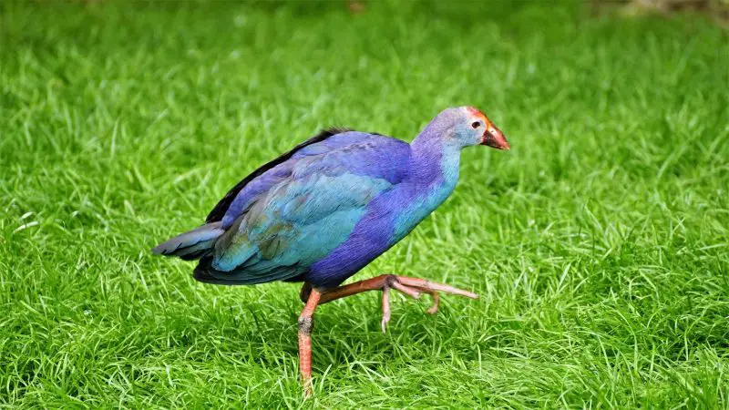 11 Types of Rails and Marsh Birds in Michigan