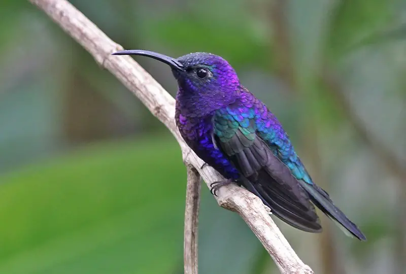 10 Stunning Birds with Purple Heads