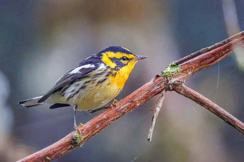 10-9 Top 12 Most Colorful Birds in Ohio