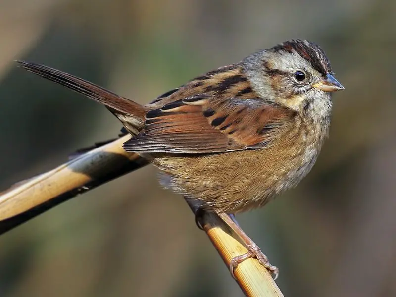 15 Awesome Birds That Live in Swamps
