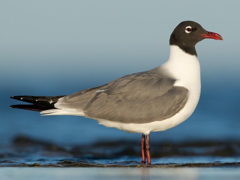 Birdwatching in Michigan: A Close Look at 31 Gull Species