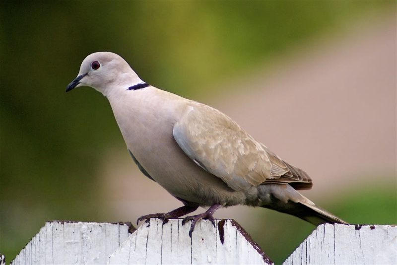 Meet California’s 13 Fascinating Pigeon Species