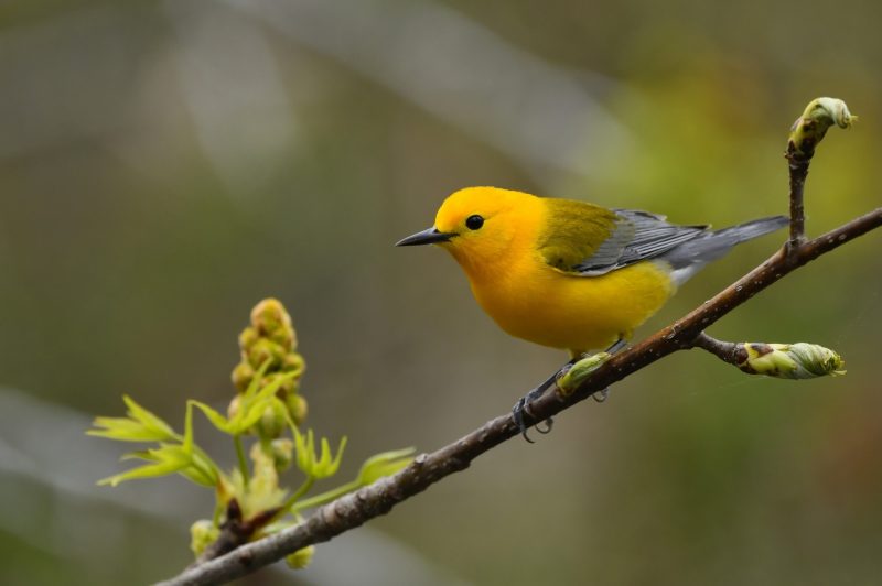11-8 Top 12 Most Colorful Birds in Ohio