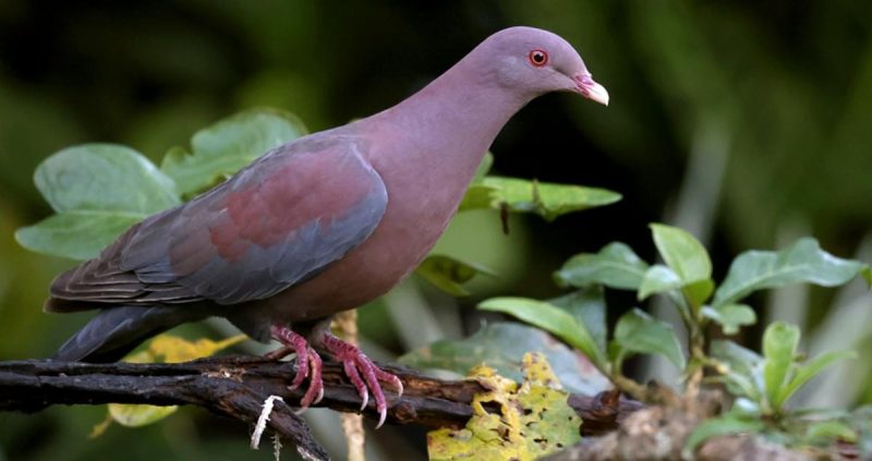Meet California’s 13 Fascinating Pigeon Species