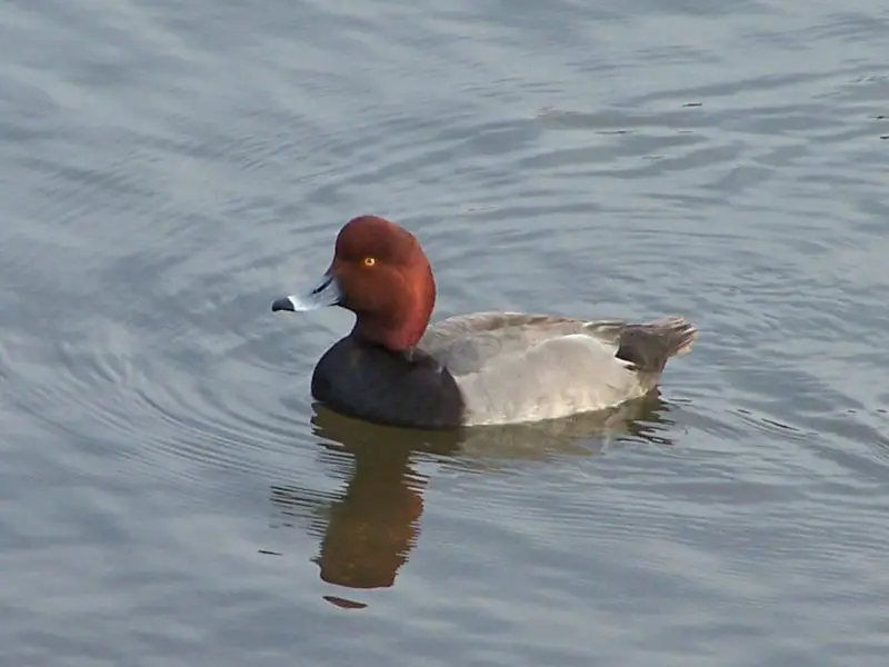 12-11 12 Duck Breeds in California
