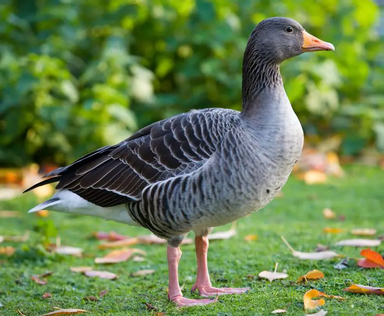 12-12 13 Species of Geese in Alaska