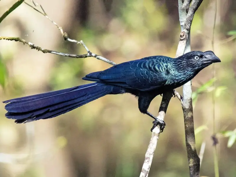 12-2 15 Birds Like Crows