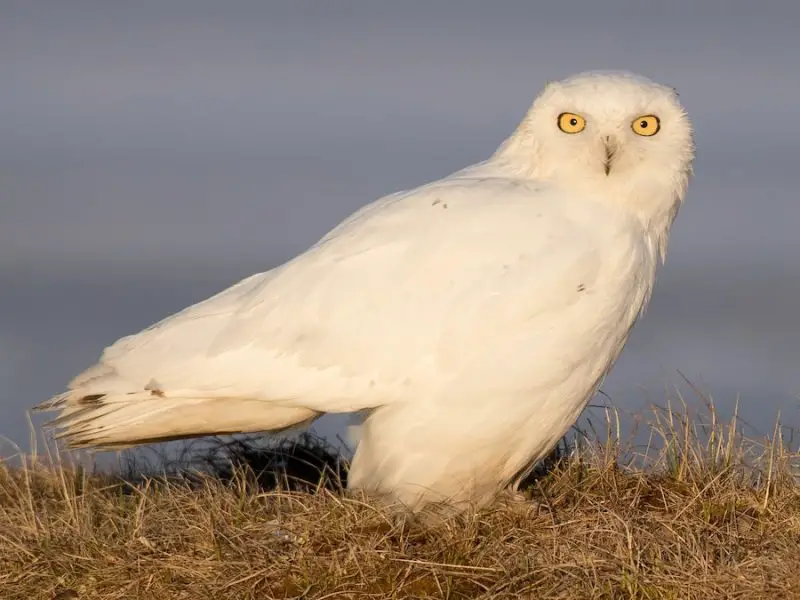 15 of the Longest Living Birds on Earth