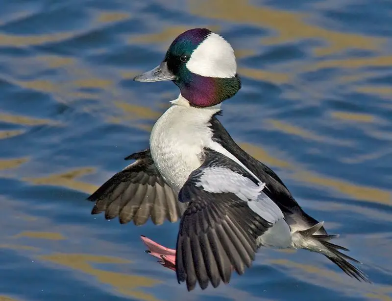 15 Common Species of Ducks in Arkansas