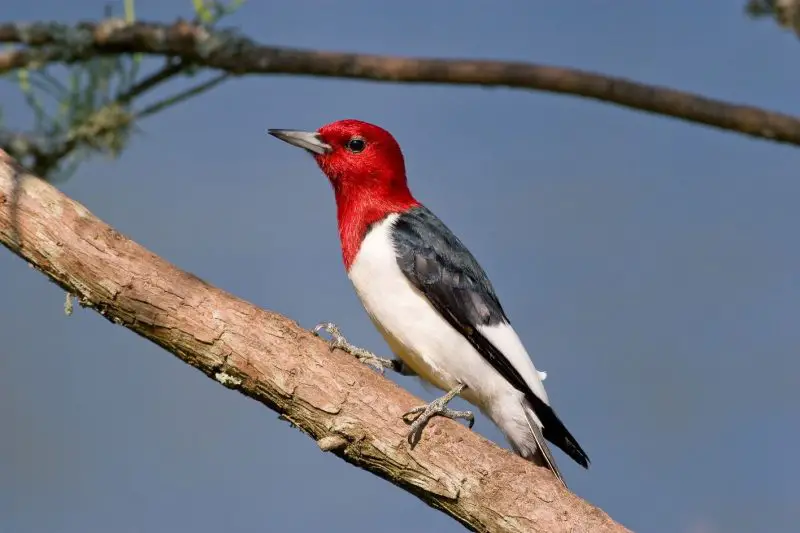 12-7 Top 12 Most Colorful Birds in Ohio