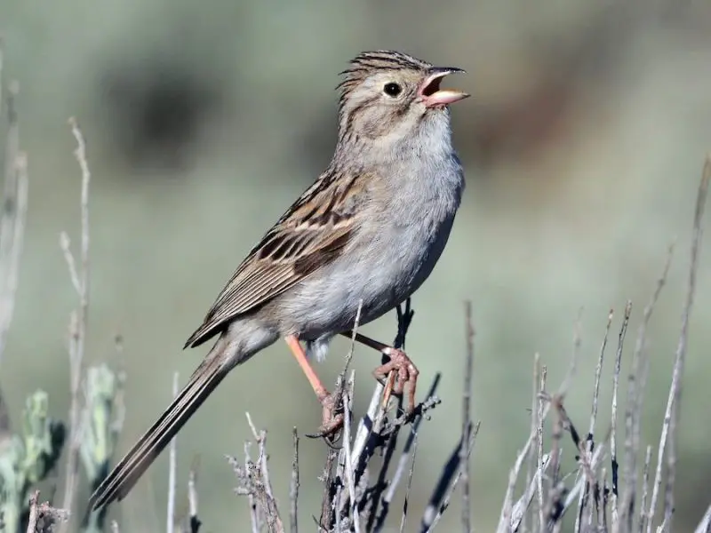 12-8 15 Most Unique and Special Bird Species Found Only in Idaho
