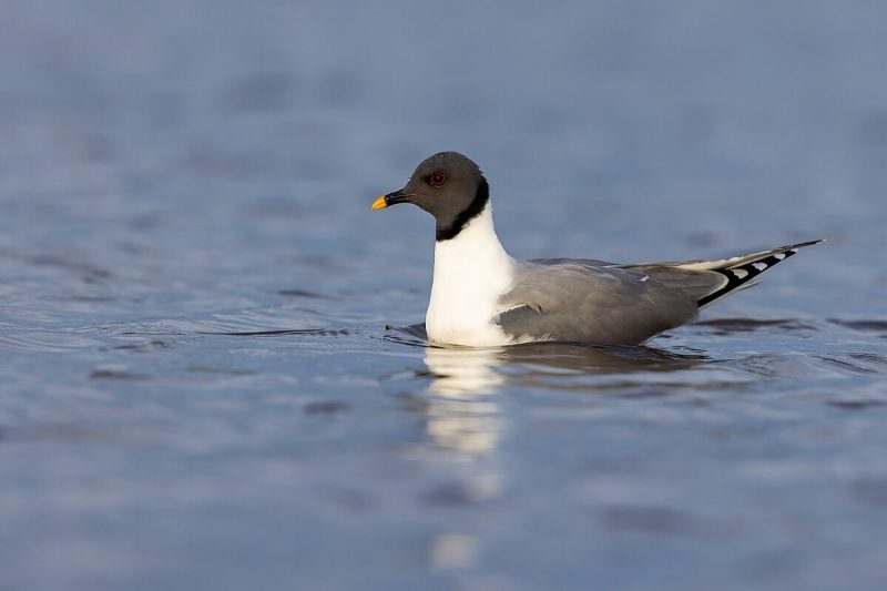 Birdwatching in Michigan: A Close Look at 31 Gull Species