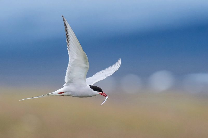 25 Remarkable Migratory Birds You Need to See