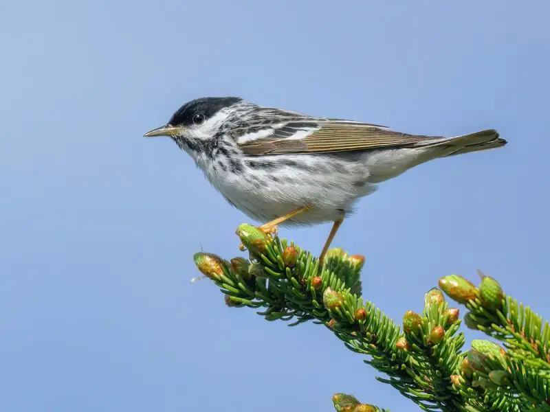 25 Remarkable Migratory Birds You Need to See