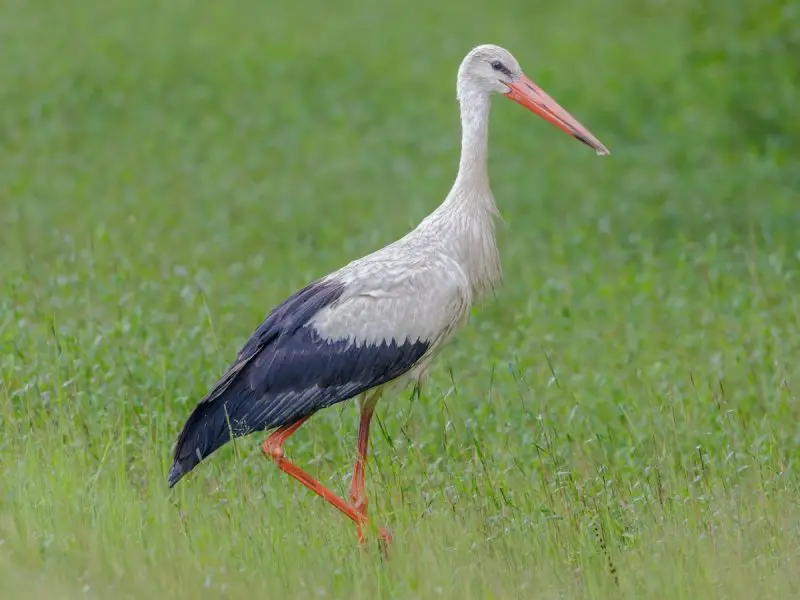 25 Remarkable Migratory Birds You Need to See