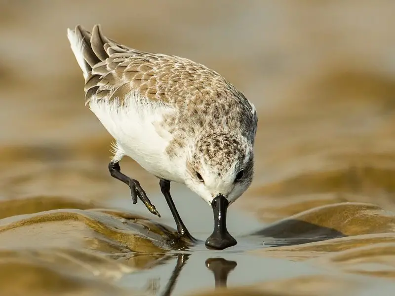 25 Remarkable Migratory Birds You Need to See