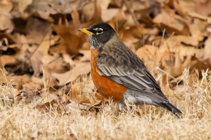 25 Remarkable Migratory Birds You Need to See