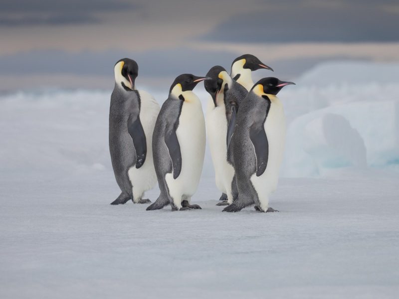 1200-8-800x600-1 18 Species of Penguins in the World
