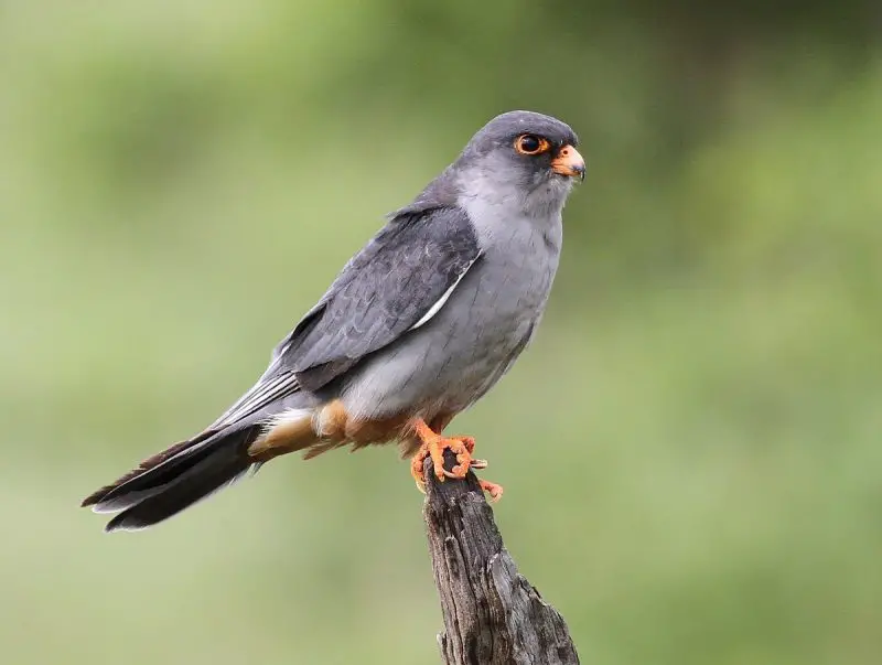 25 Remarkable Migratory Birds You Need to See